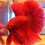 betta