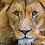 leon